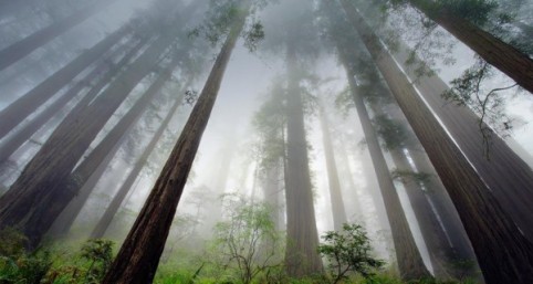 redwood_trees_redwood_national_park_california_usa_20120427-600x320